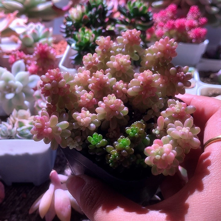 福利浆果锦有根有根