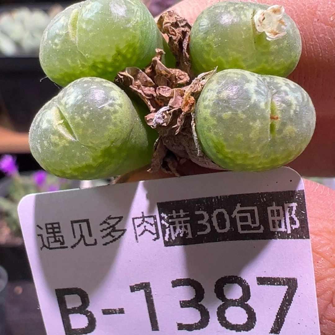 多肉植物1111111111111