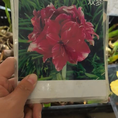 当前无花朵，栽培后可花朵双梦小球带盆发货