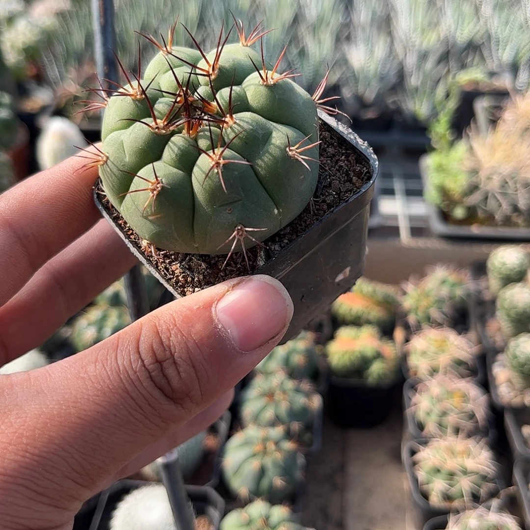 天紫玉单头发货单头