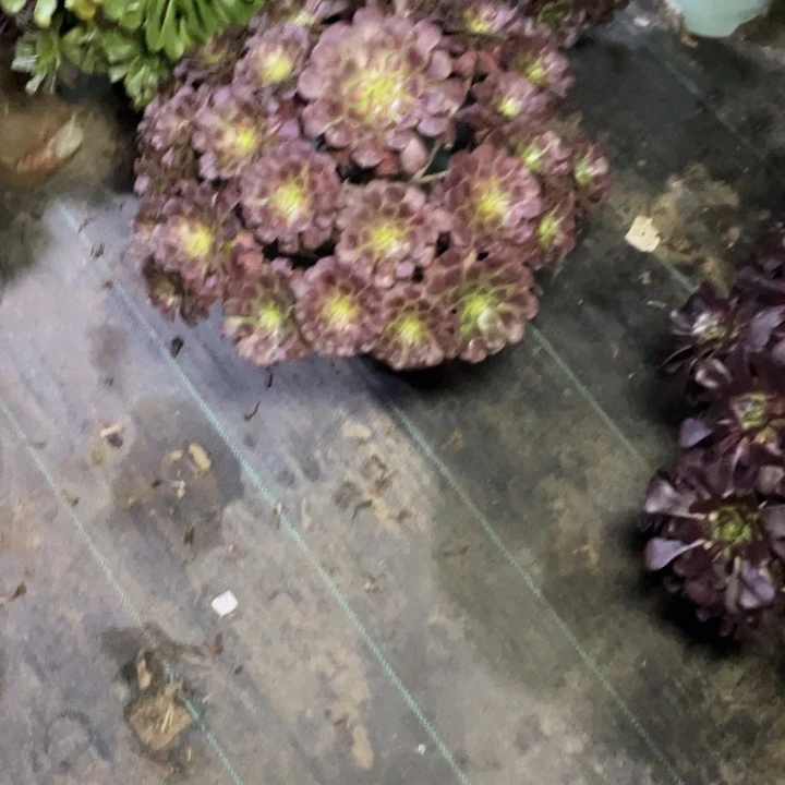 46红铜壶中班多肉植物多肉