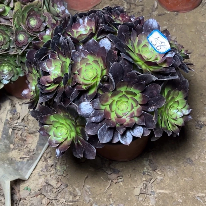 多肉植物黑美人58