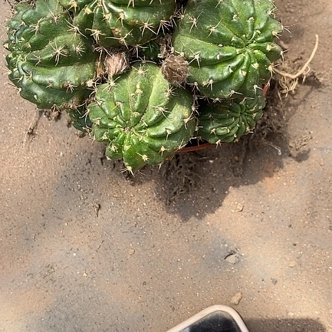 多头花花公子2467888