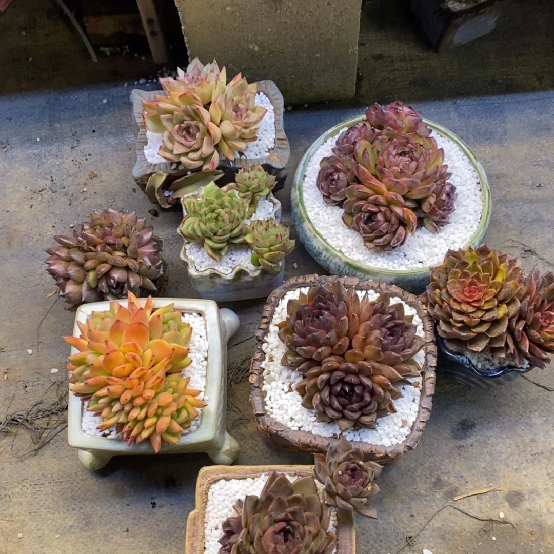 小***小火苗八颗组多肉植物盆栽