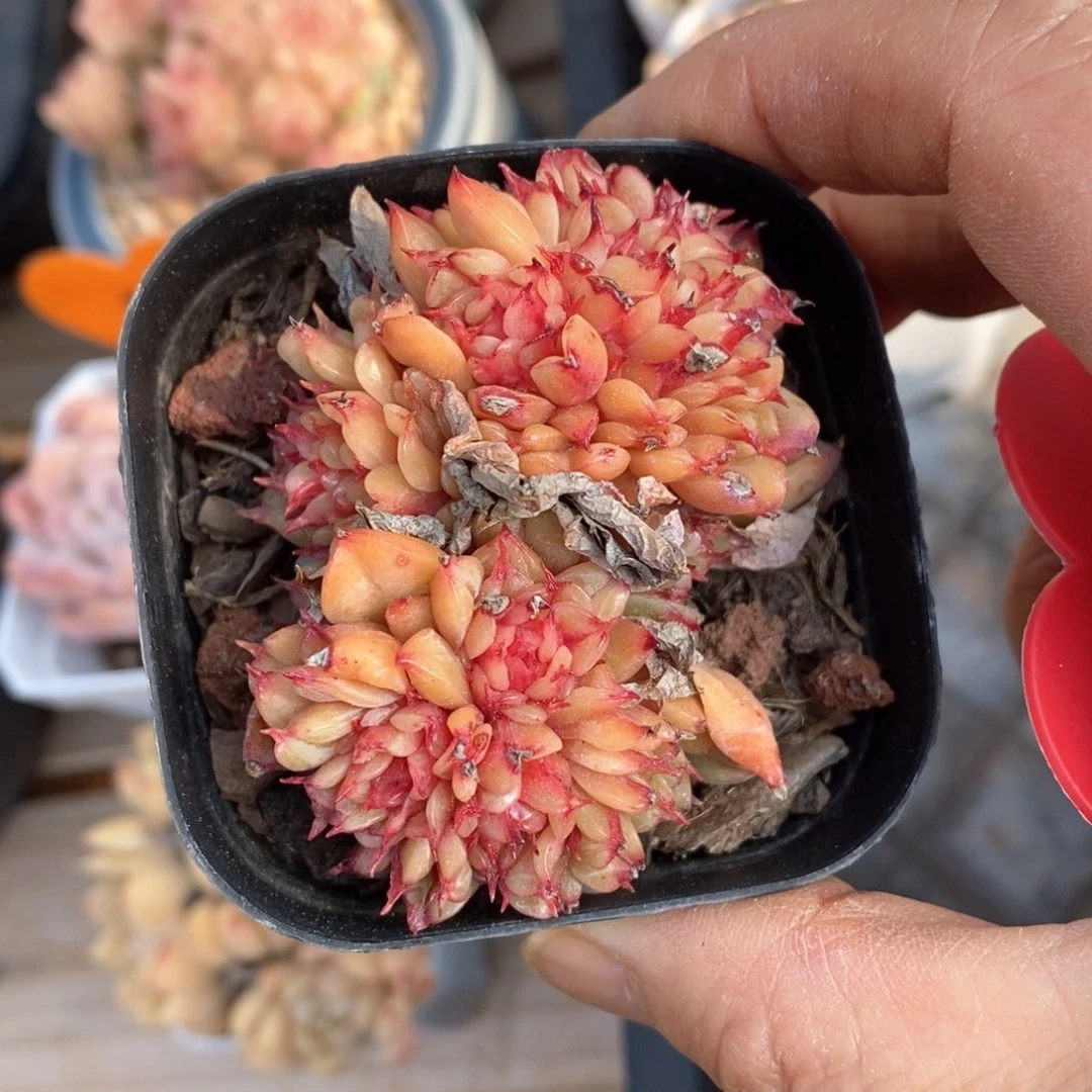 精品多肉一物一拍不包整32