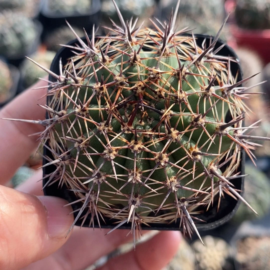 黄裳玉植播园艺优选