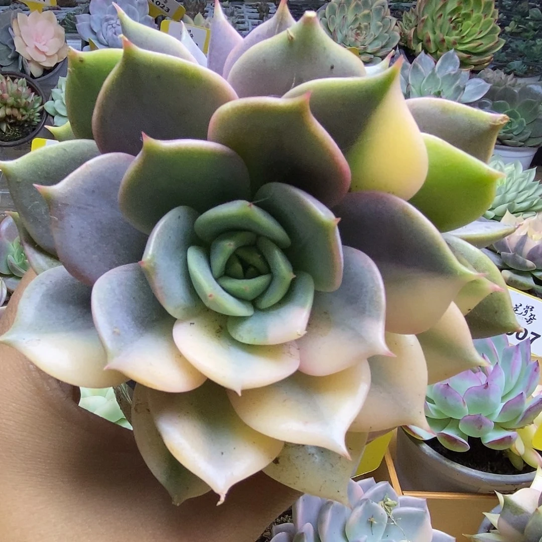 035贝加尔湖双头半富轮