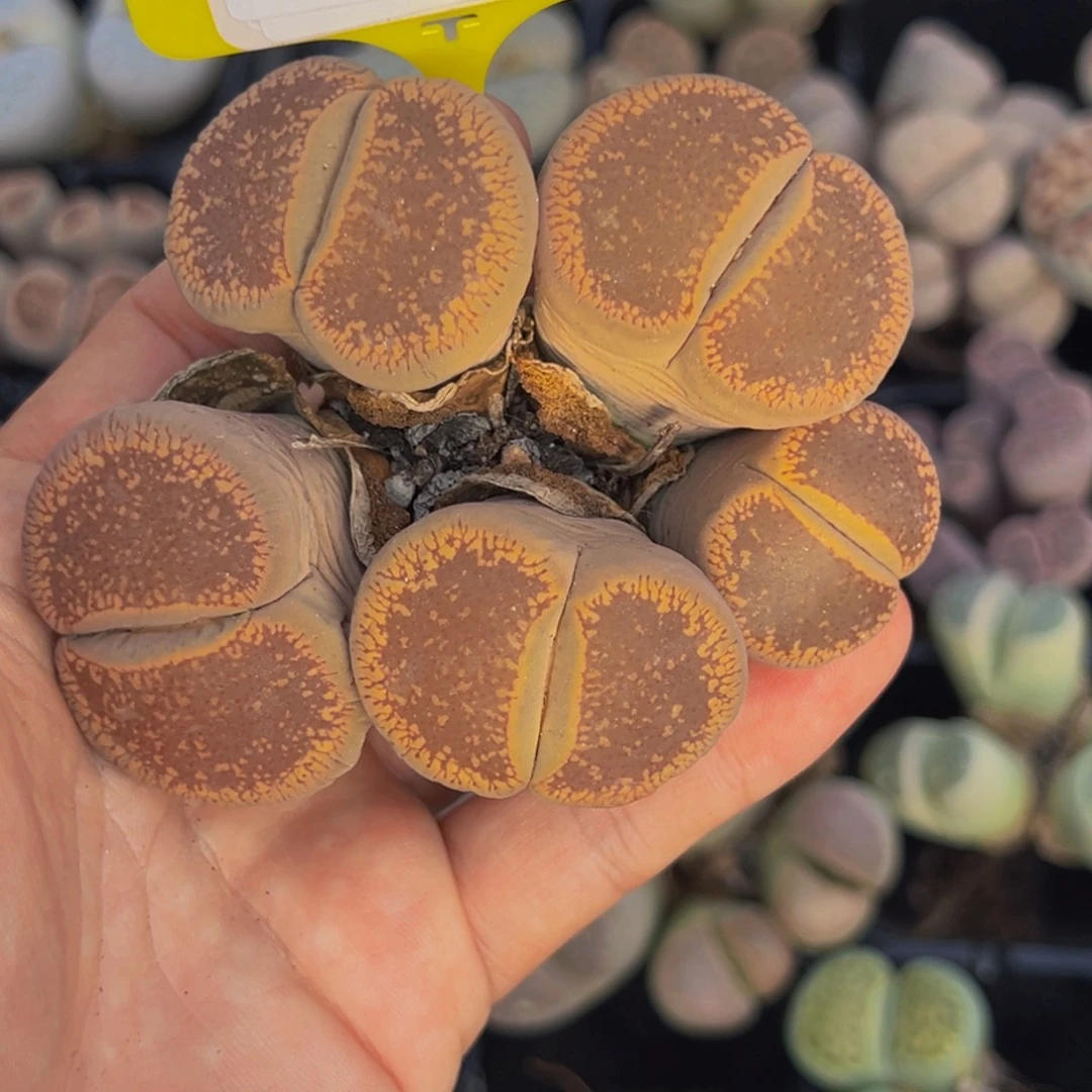 426 生石花大群生一物一拍