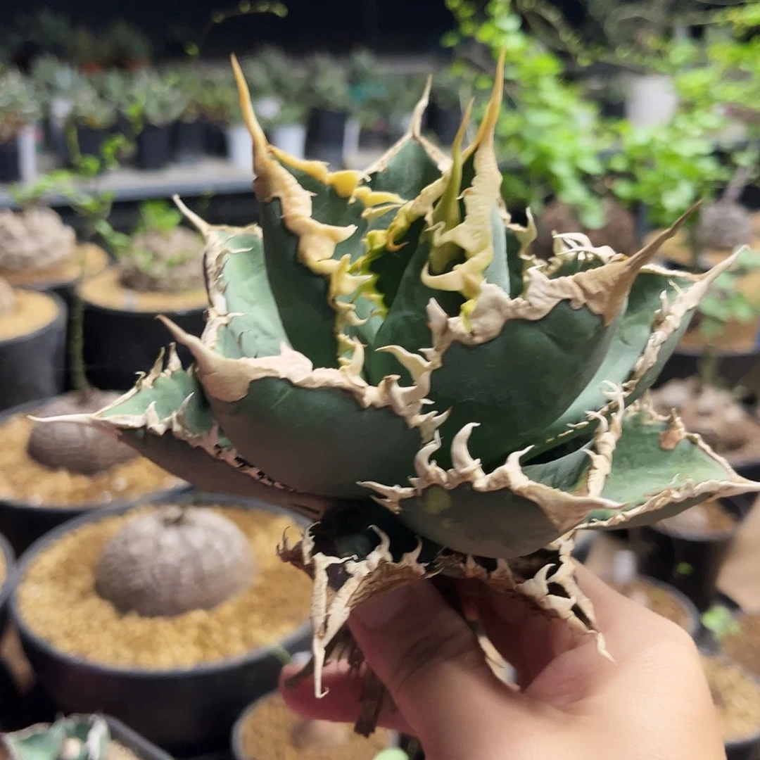 狼人灯养大白盖675889