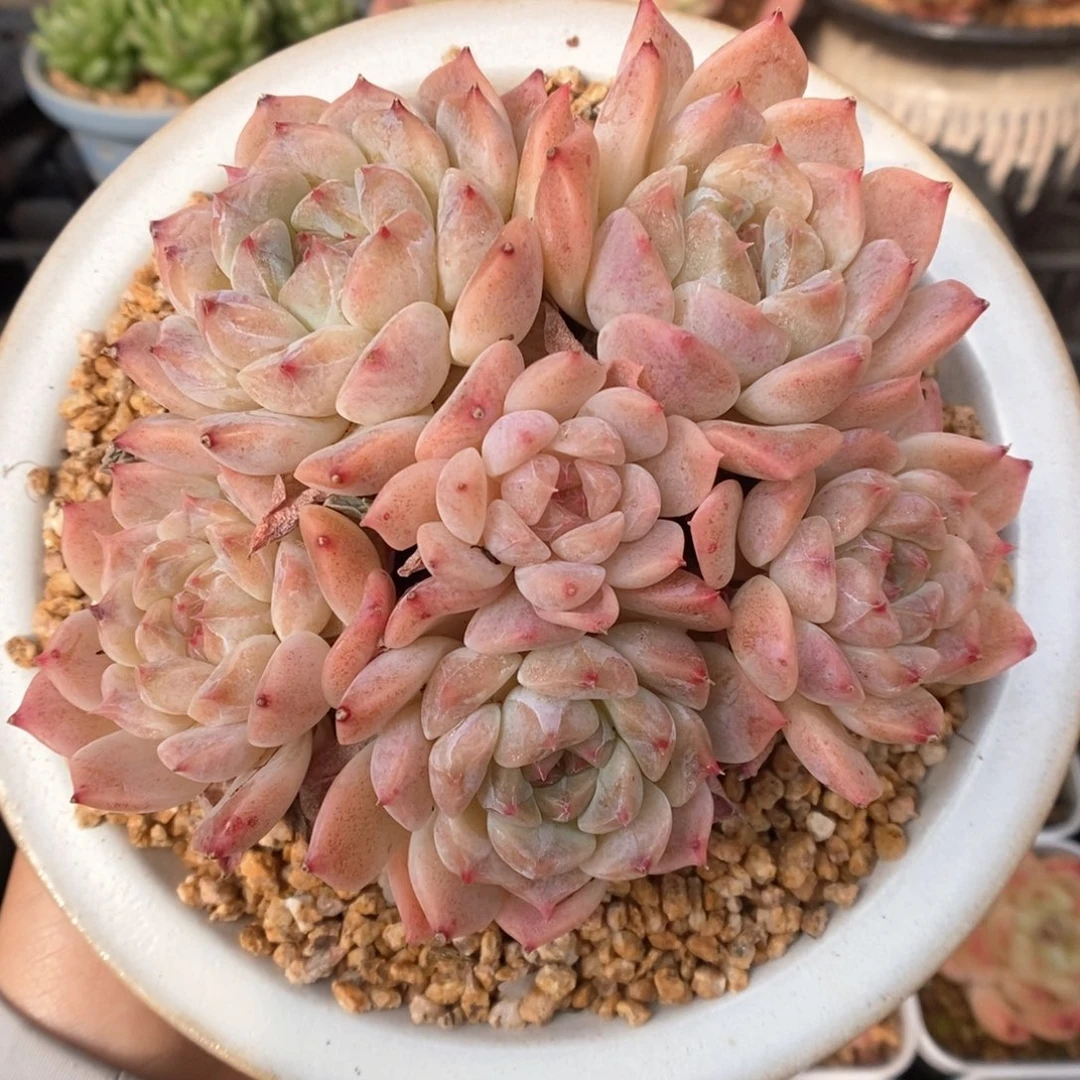 糖心粉魄群生可拍888号