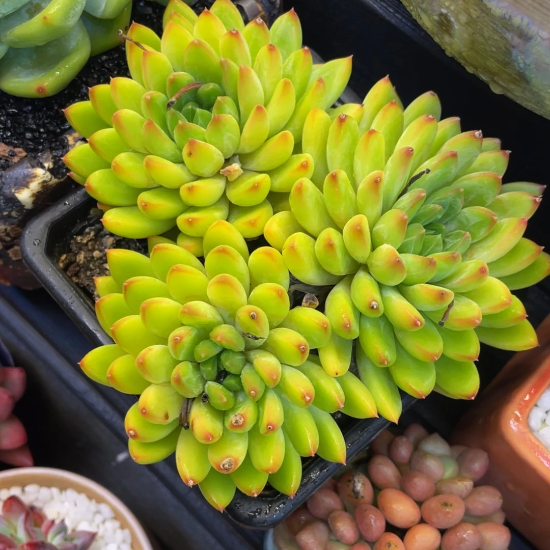 甲骨文多肉植物盆栽
