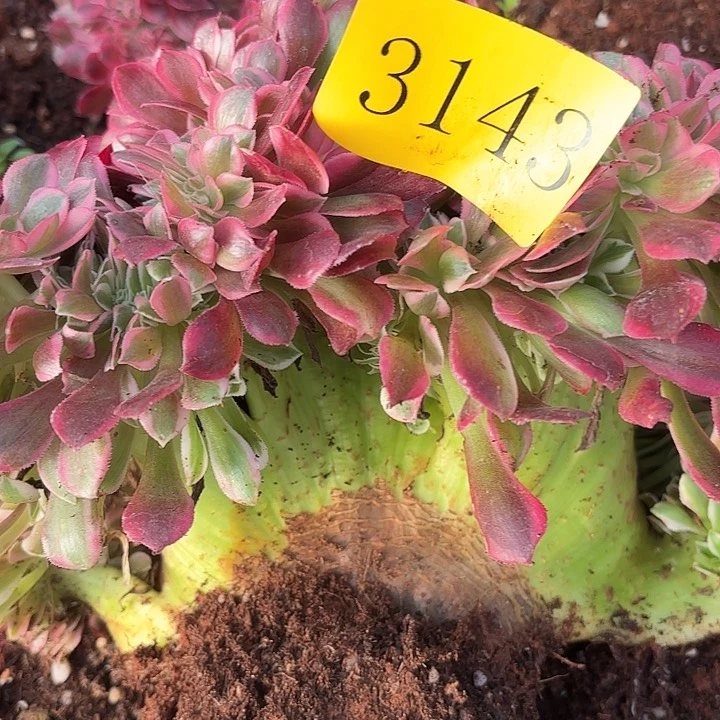 翌****成多肉植物福利活动3143