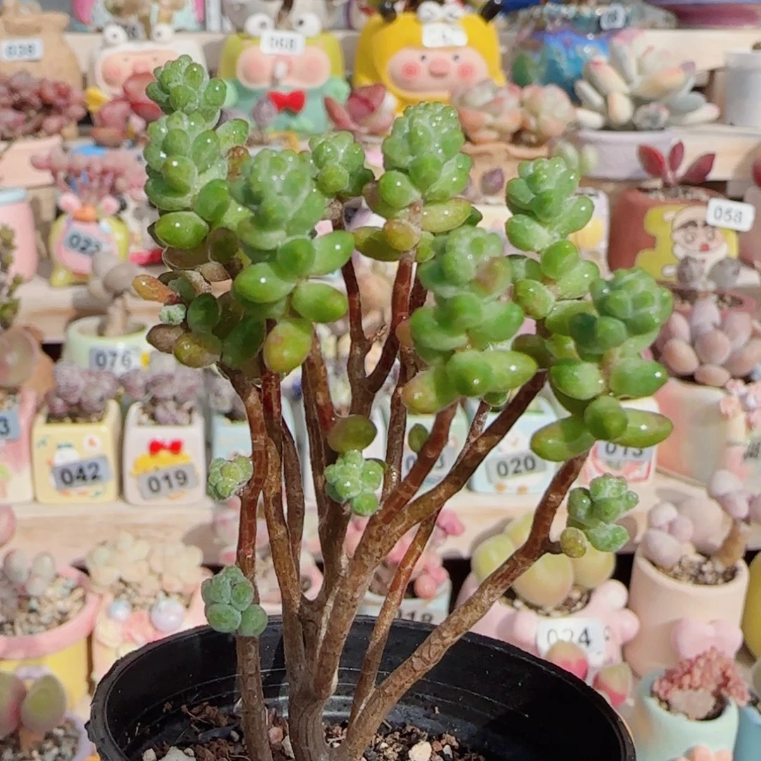 幸运树 盆口3.5cm