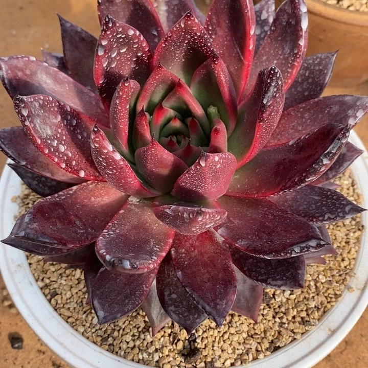 D222- 直播福利 钻系