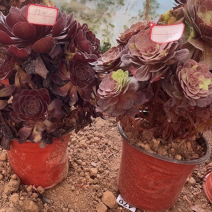 黑寡妇花月夜多肉12009