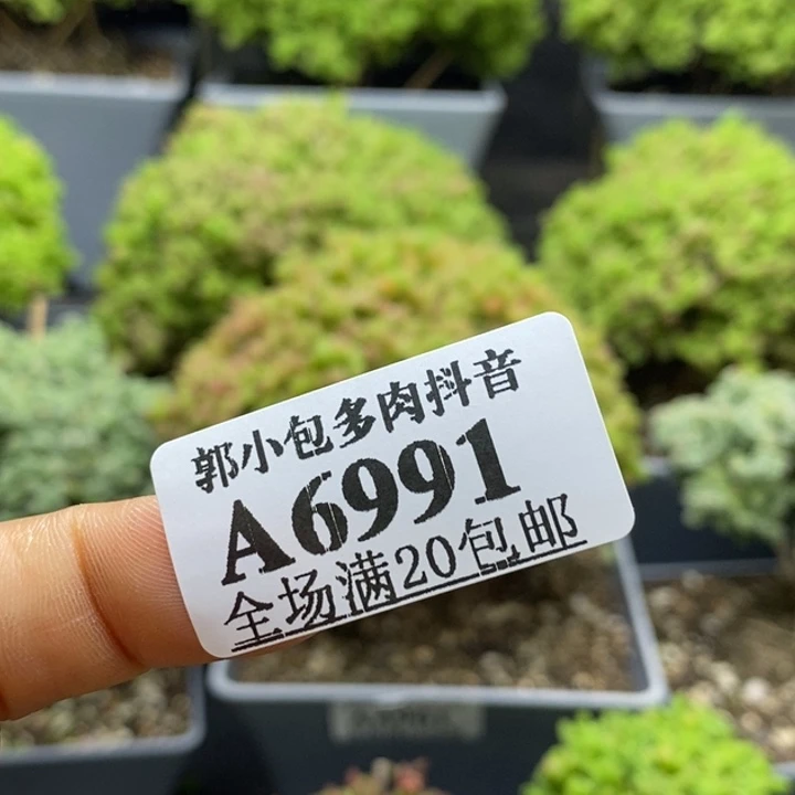 土两包6991枝干番杏