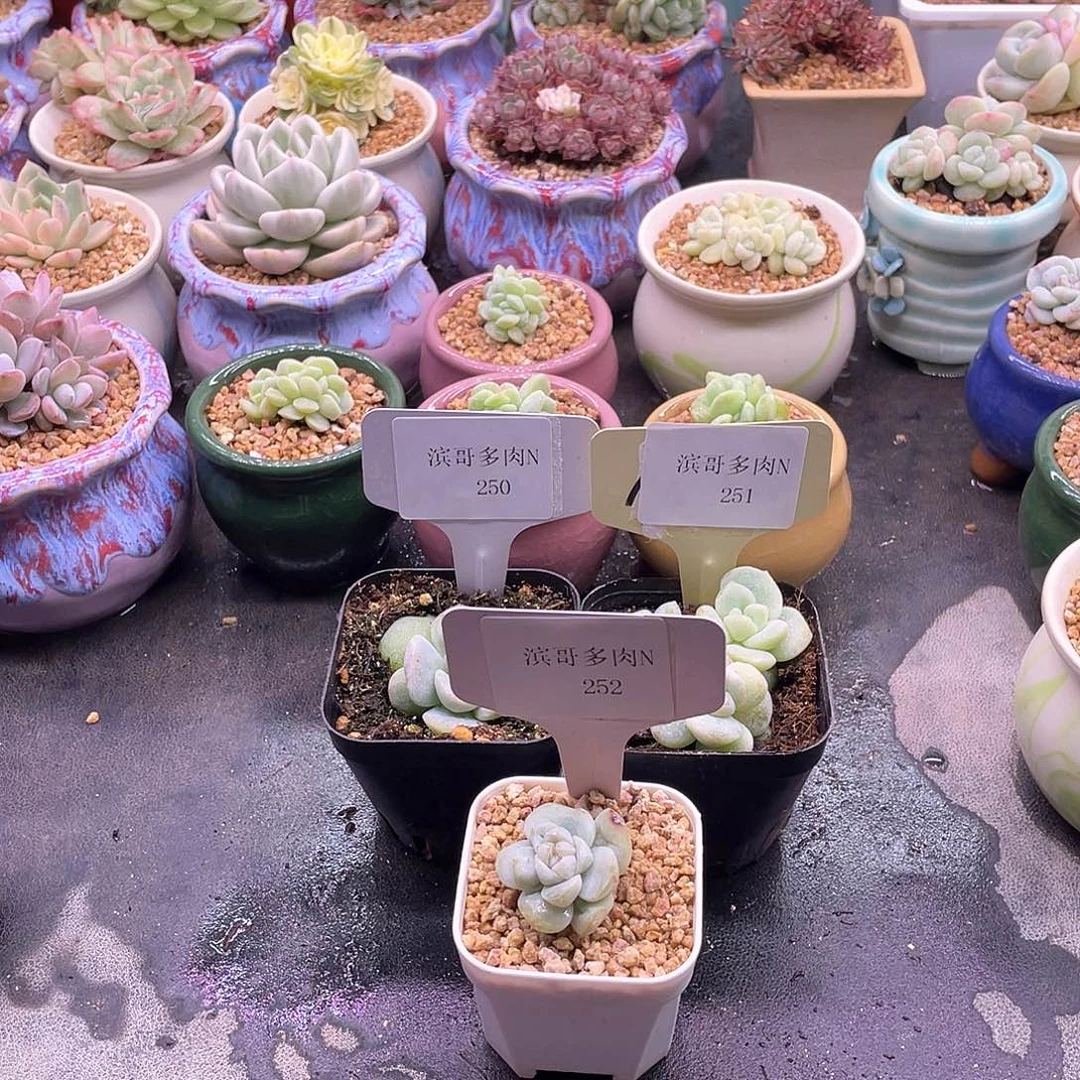 多***风滨哥多肉N251，252，253冰玉石化