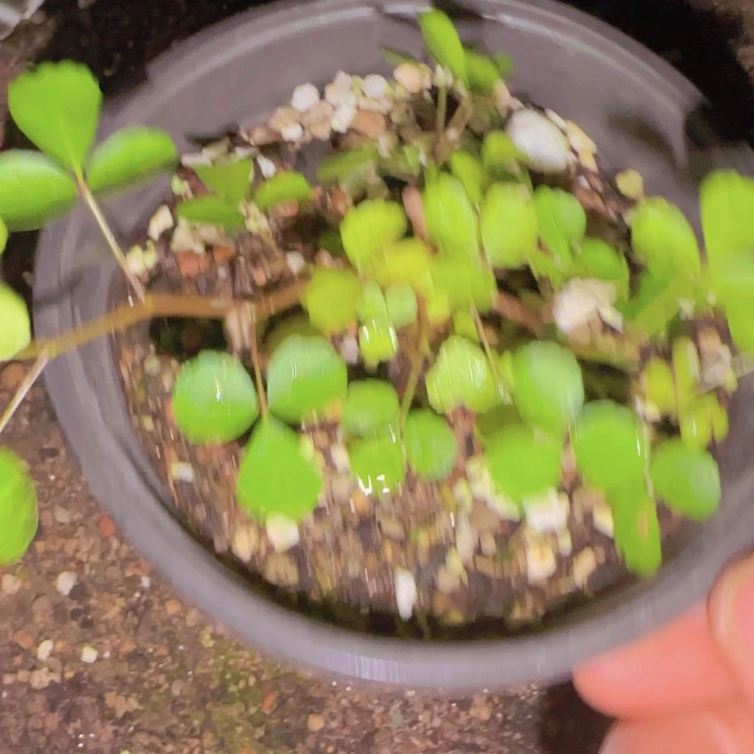 三***湿块根植物块根植物
