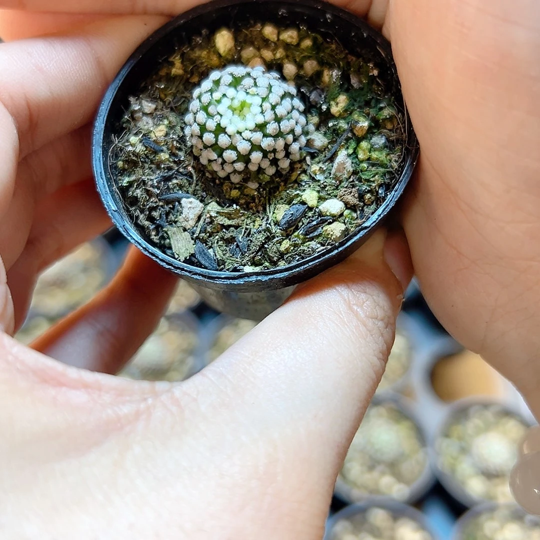 自根松针牡丹1.7公分带盆