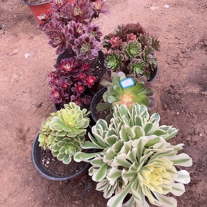 155多肉植物组合瑕疵特价