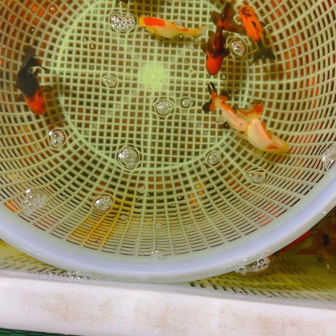 海水鱼花泰狮金鱼33