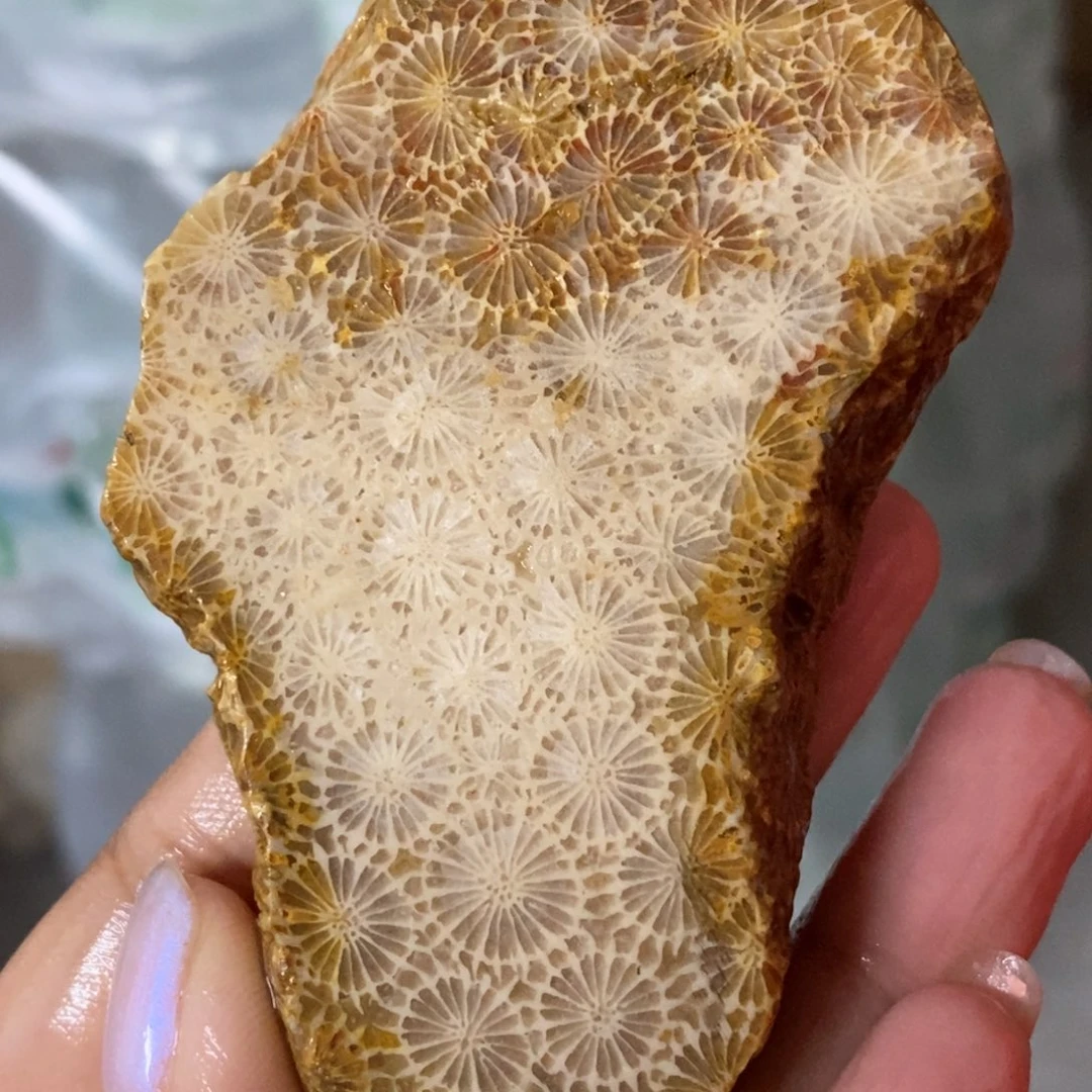 【闪购商品】硅化玉颈饰未镶嵌