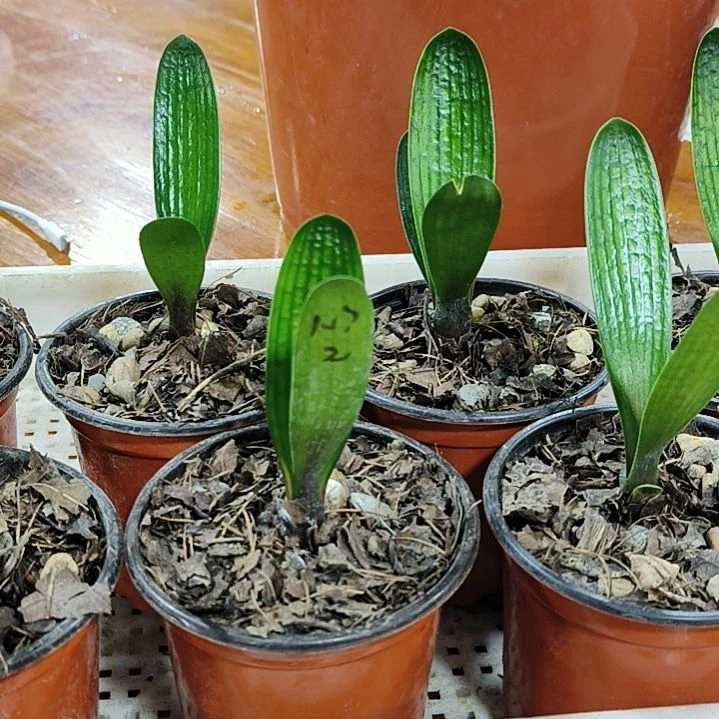 完全开放插王子代50