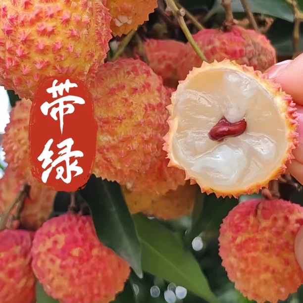 【川渝内】合江精品晚熟荔枝带绿 08年奥运水果