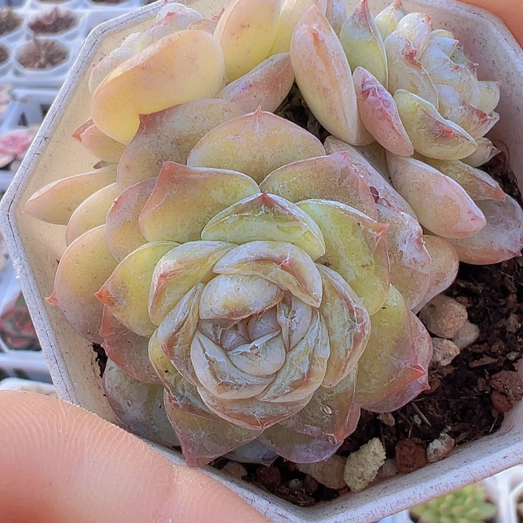 方糖群19包邮多肉植物