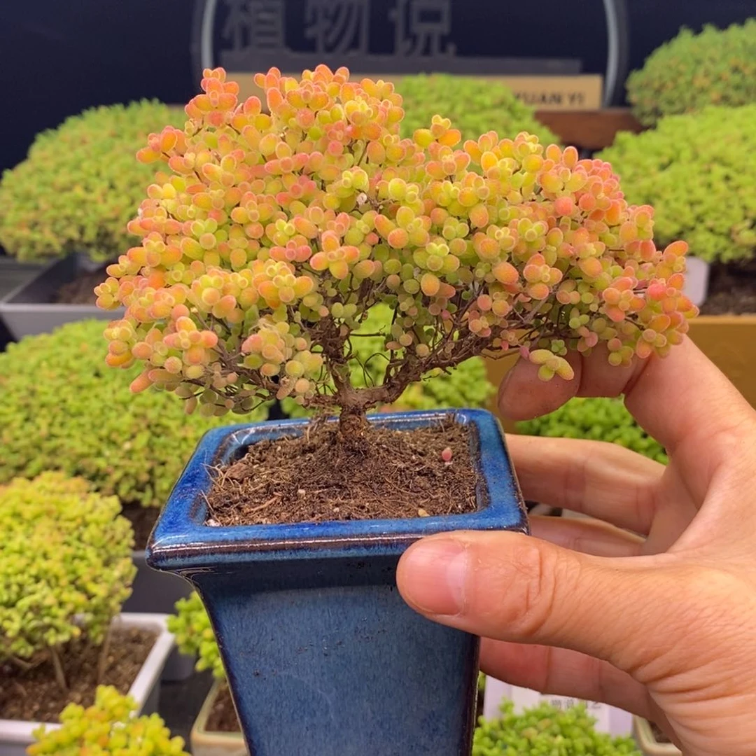 无花朵229微盆景蜜橘。