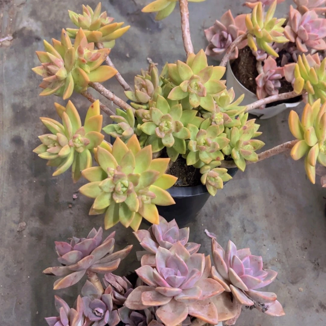 一盆布丁，一盆中国初恋