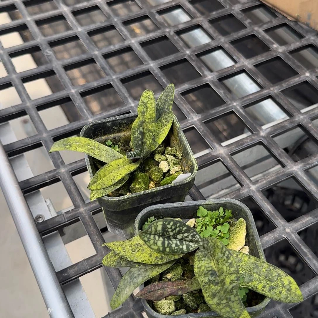 当前无花栽培后可以开花胡志明兜兰，苗