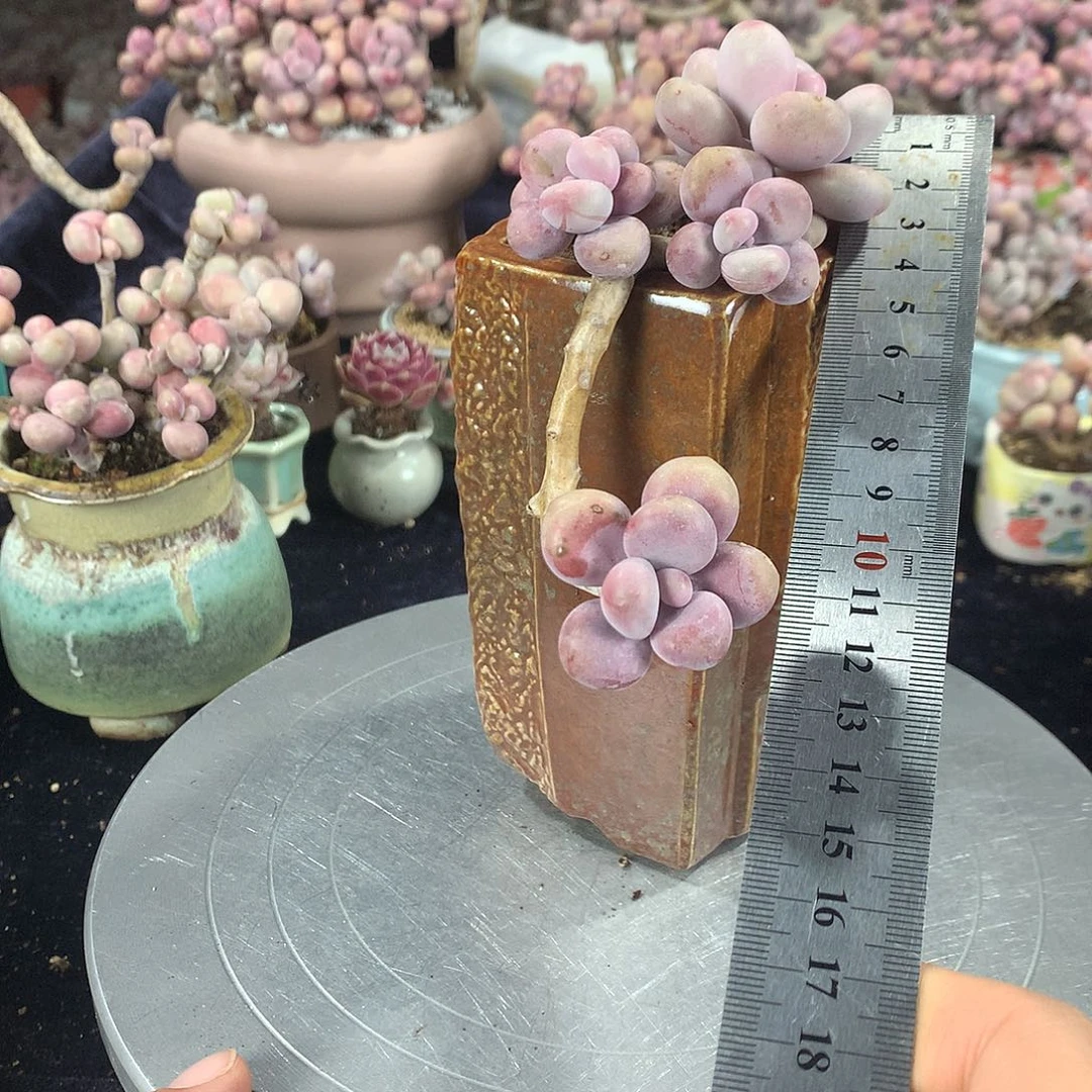 1号不带盆偏远的不包邮的