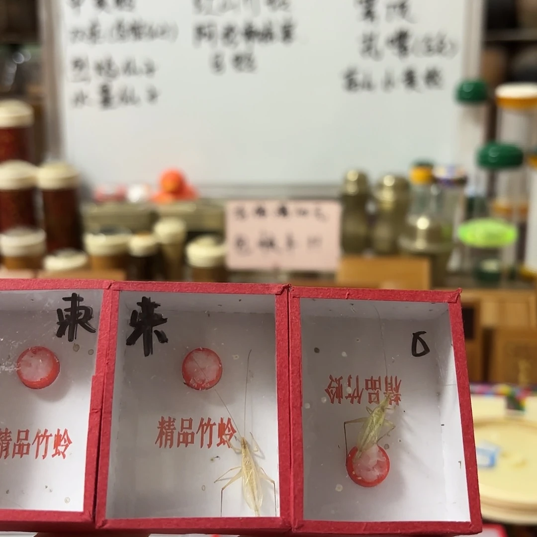 三条中须柬埔寨竹蛉