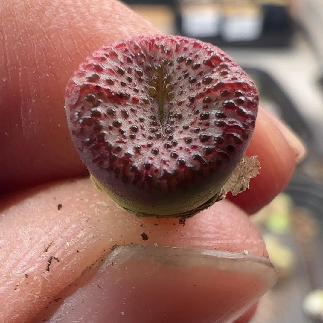 一物一拍匈牙利种源1452.62血丝火龙安贞优选430