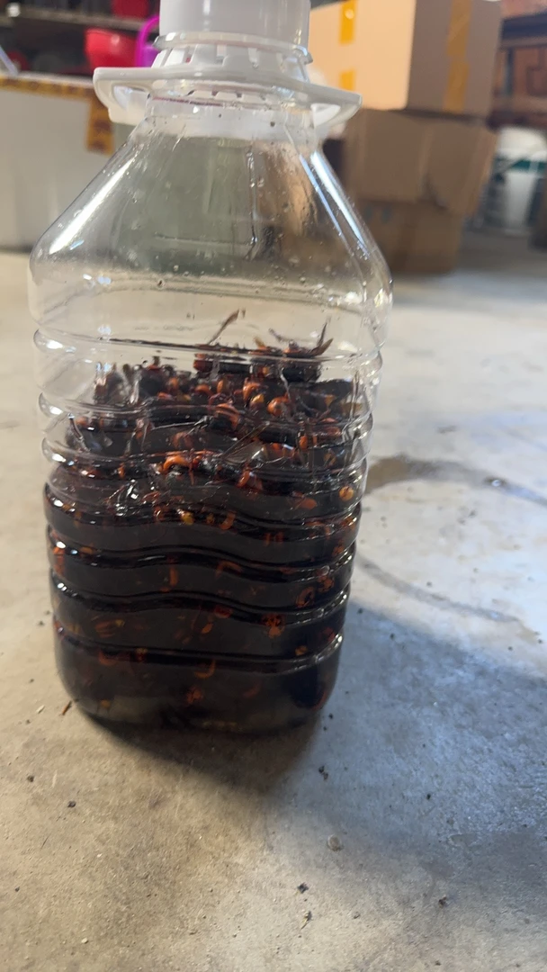 金环原泡诱蜂水原材料浓缩泡酒老蜂大蜂马蜂虎头虎头蜂