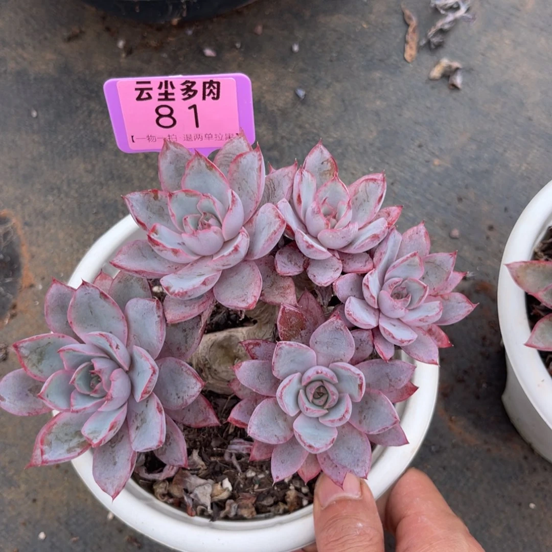 月***l云尘多肉一物一拍81