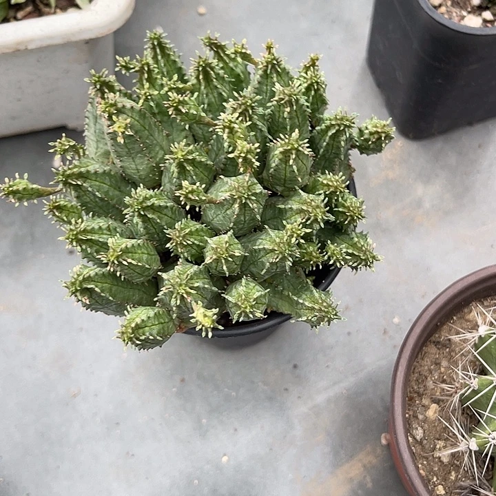 无花朵布纹球大群