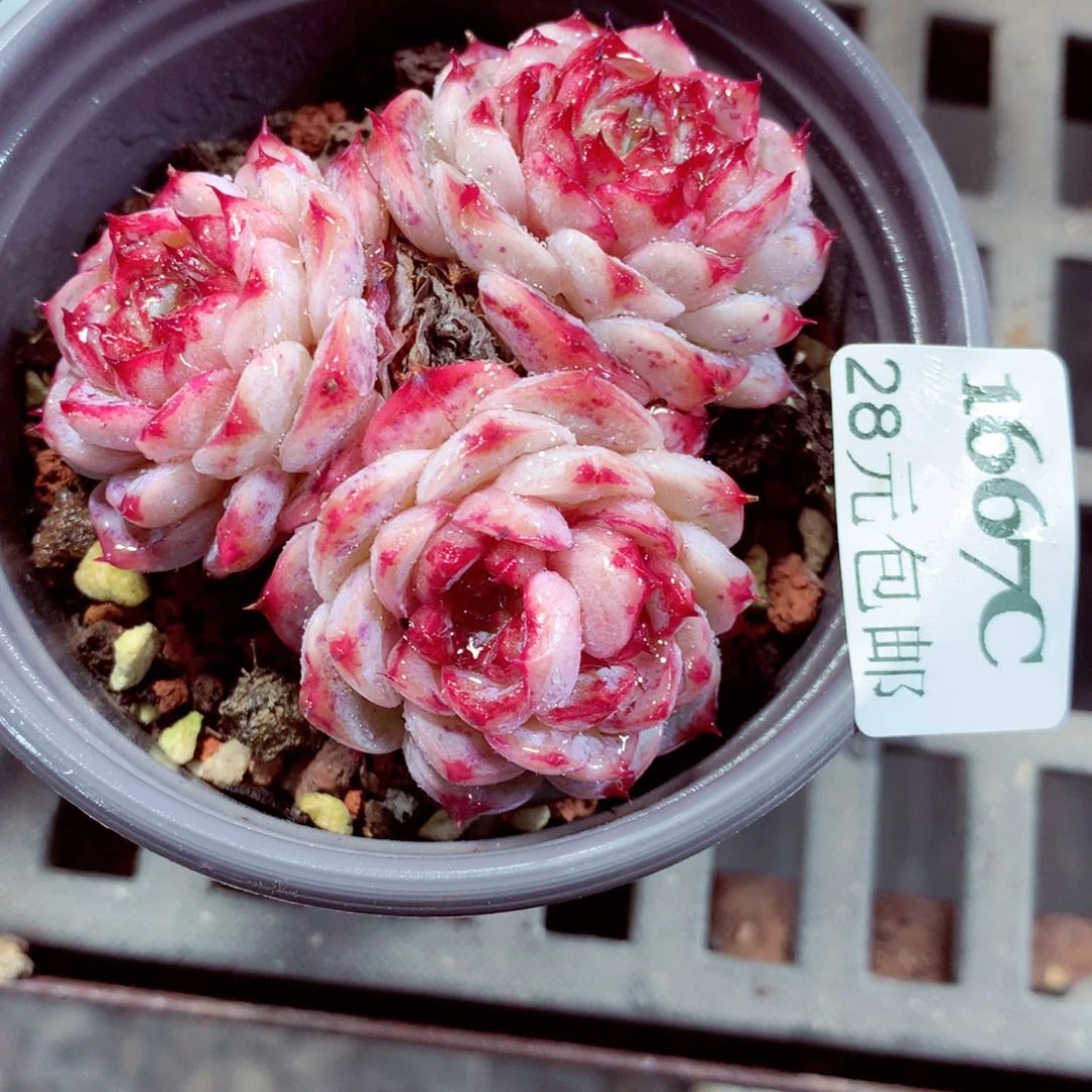 5厘米盆精控多肉1667