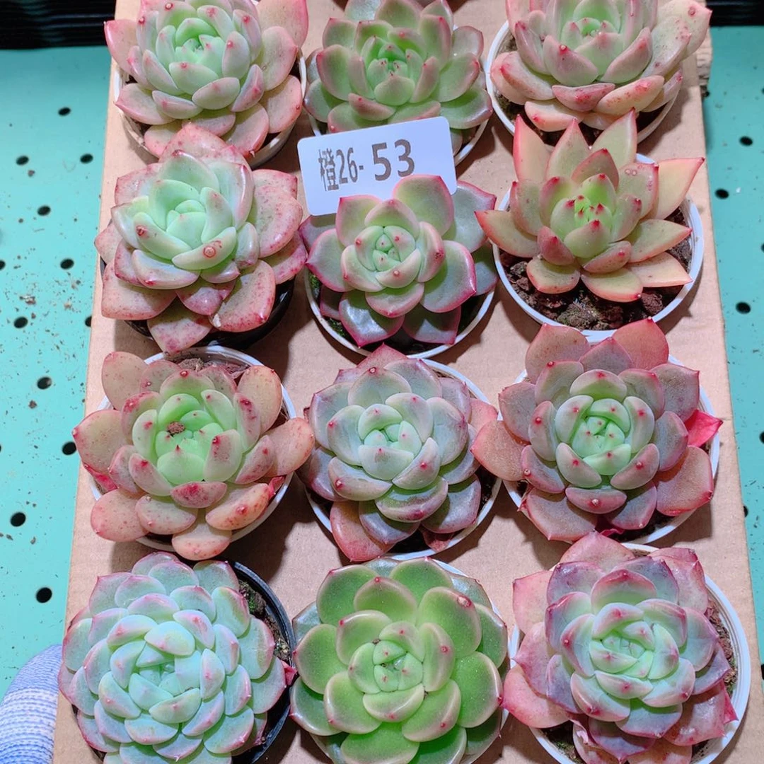26-53一物一拍多肉带盆18颗