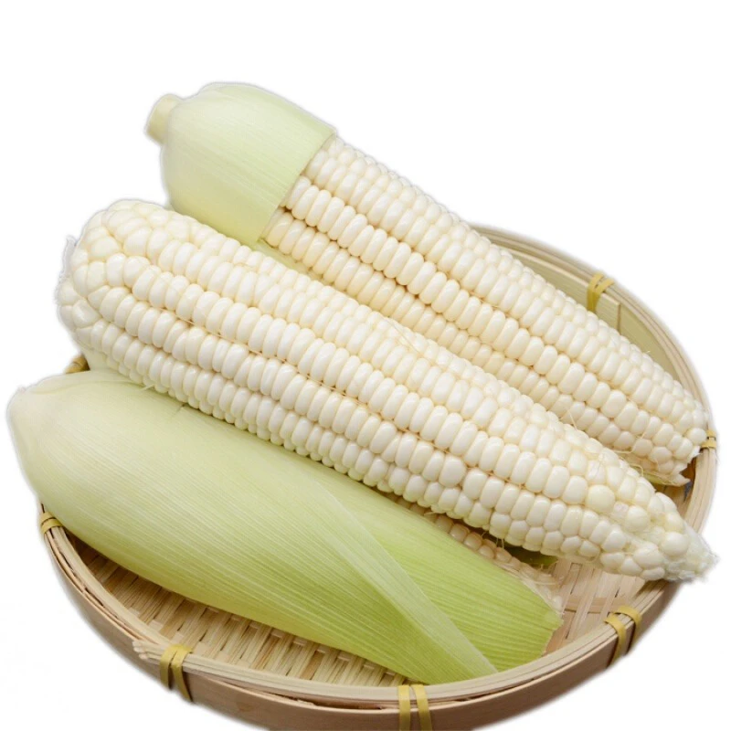 冷冻新鲜白糯玉米带皮现发甜糯可口（同城）