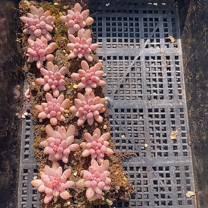 185 多肉植物盆栽花卉植物