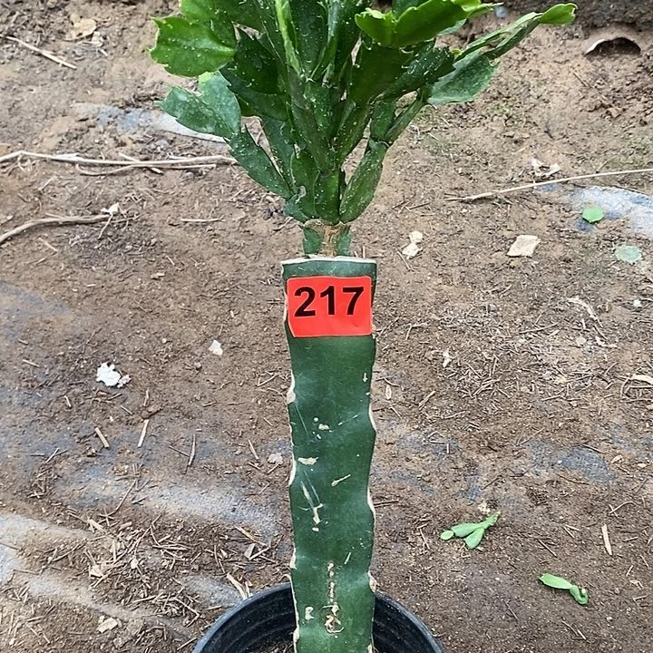 无花朵天鹅湖217号