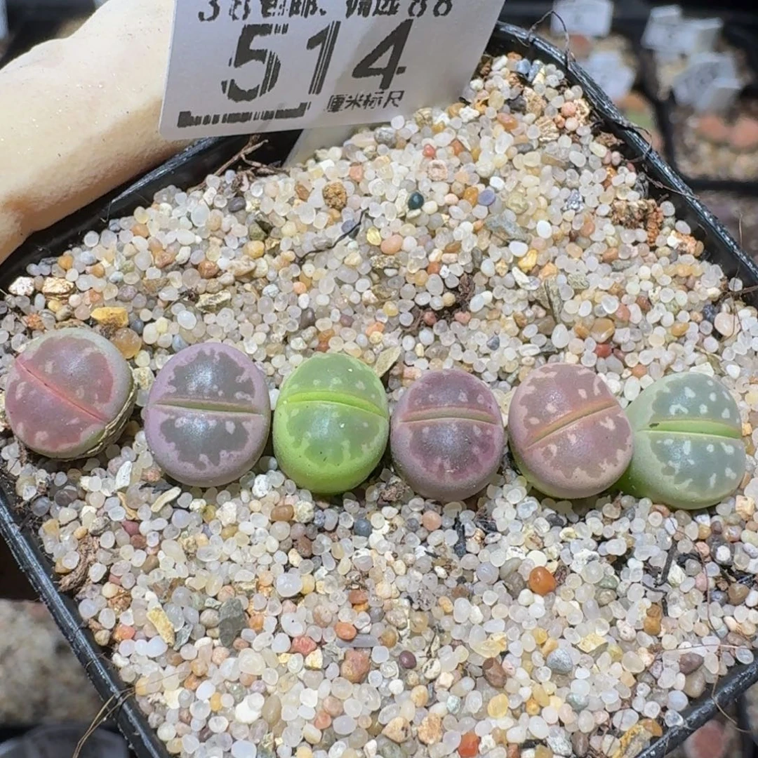 zzzzz精品生石花514
