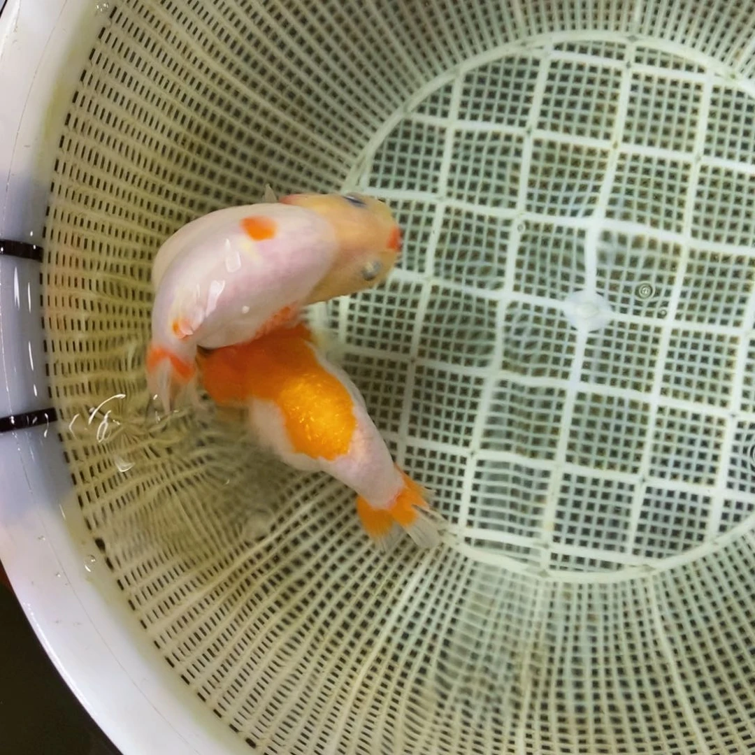 金鱼.*不包邮落地包损包健康