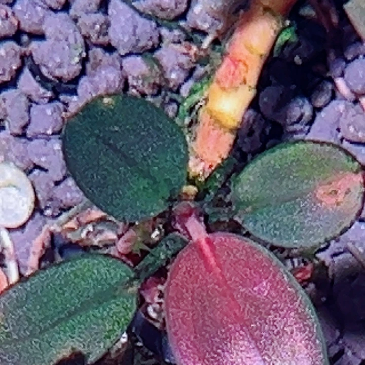 福利22号福利价一头植物