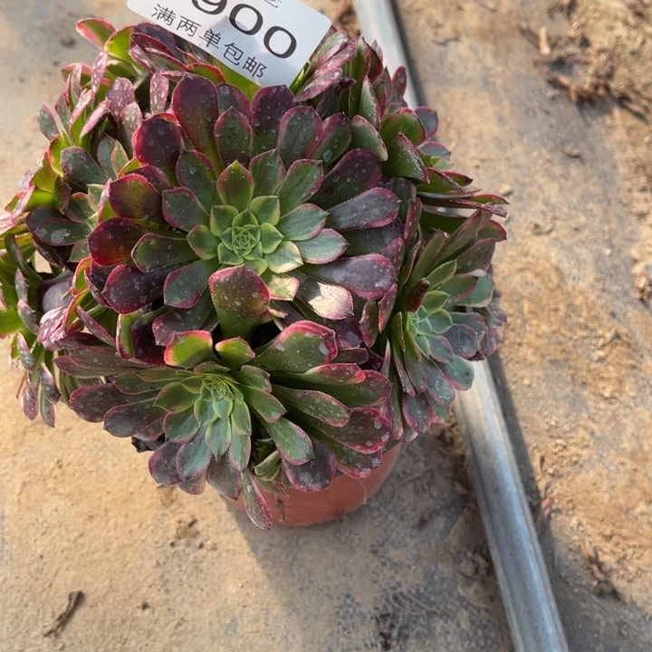 9900朝霞的人多肉的