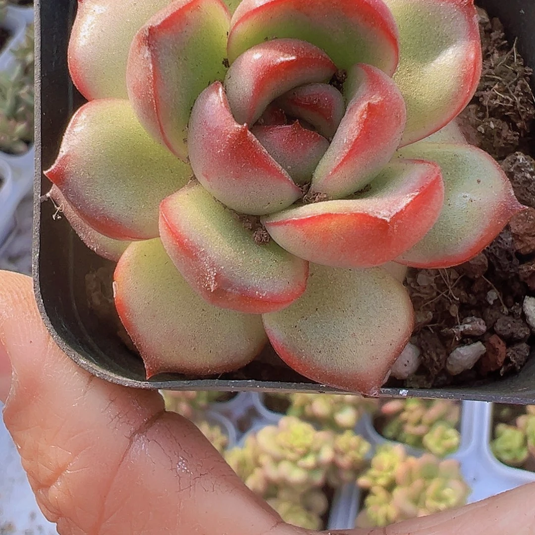 万宝龙19包邮多肉植物