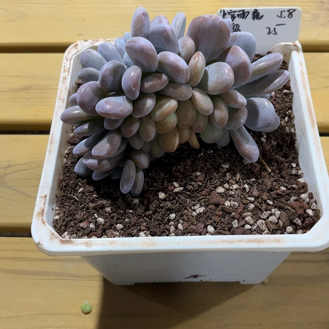 上**痕寄养链接发货链接的？！？！