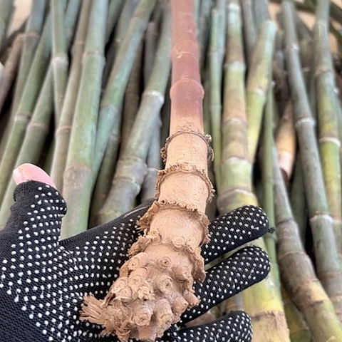 F***火实心竹竹竹竹竹竹竹竹竹竹竹竹竹竹